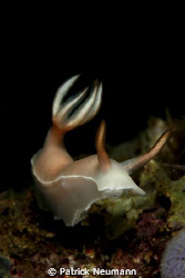 nudiiiii ... :-) by Patrick Neumann 